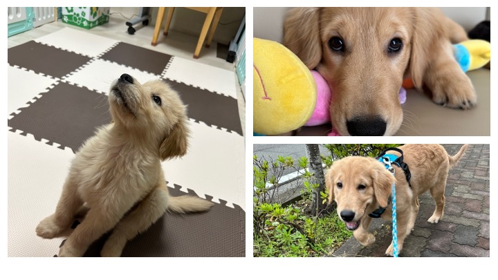 ゴールデンレトリバーのパピー